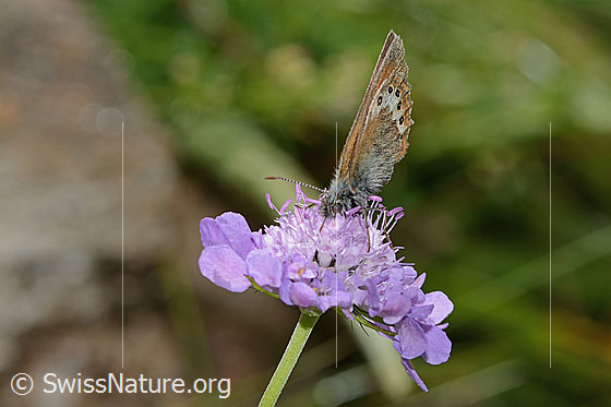 Foto: Alpen-Wiesenvögelchen (Coenonympha gardetta) auf Glänzender Skabiose (Scabiosa lucida). Flügel geschlossen. Ansicht von vorne.