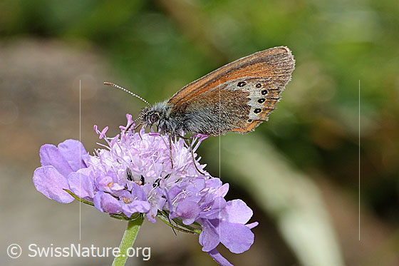 Photo: Coenonympha gardetta on Scabiosa lucida. Wings closed. View from the side.