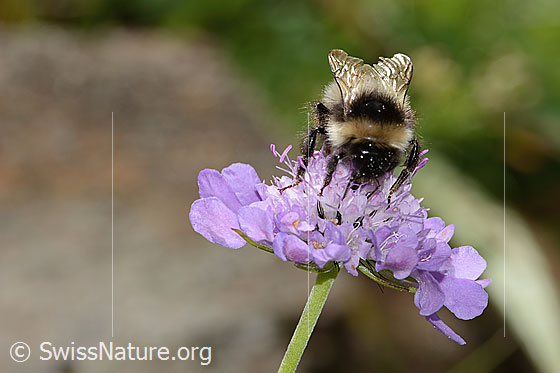 Foto: Wahrscheinlich Pyrenäenhummel (Bombus pyrenaeus) auf Glänzender Skabiose (Scabiosa lucida). Länge 20mm. Königin. Ansicht von vorne oben.