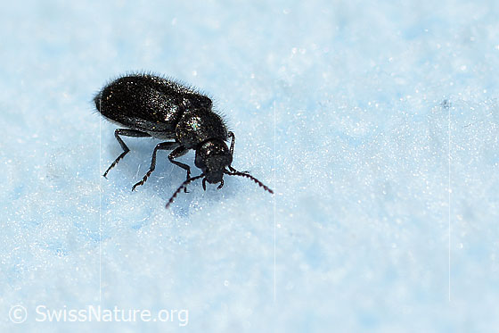 Foto: Dasytes obscurus (Wollhaarkäfer). Länge 6mm. Ansicht von schräg vorne.