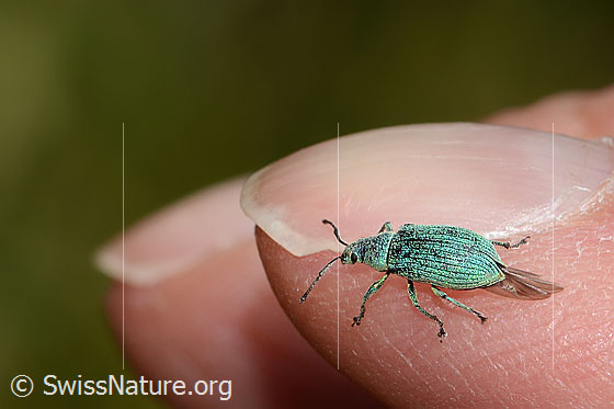 Foto: Gebirgs-Blattrüssler (Phyllobius arborator). Länge 6mm. Ansicht von der Seite.