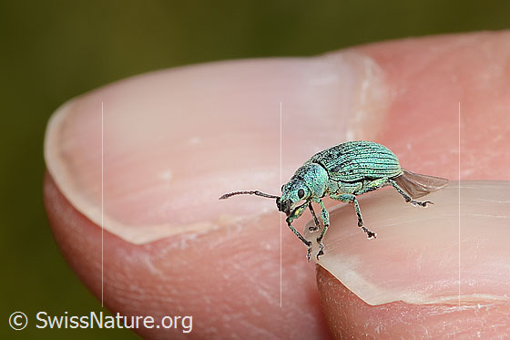 Foto: Gebirgs-Blattrüssler (Phyllobius arborator). Länge 6mm. Ansicht von schräg vorne.