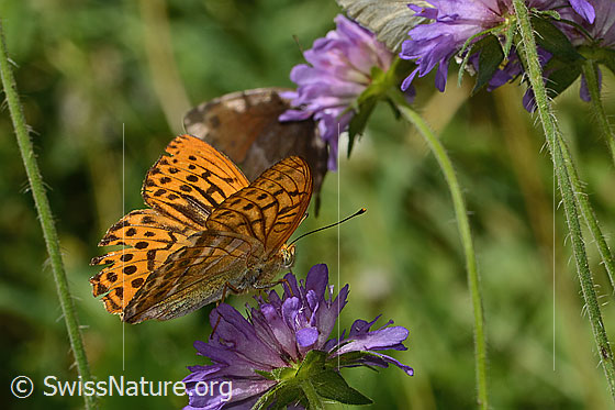 Foto: Kaisermantel (Argynnis paphia) auf Wald-Witwenblume (Knautia dipsacifolia). Flügel halb geöffnet. Ansicht von der Seite.