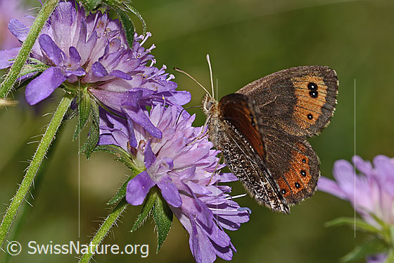 Photo: Probably Erebia montana on Knautia dipsacifolia. Wings half open. View from the side.