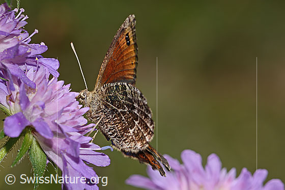 Foto: Wahrscheinlich Marmorierter Mohrenfalter (Erebia montana) auf Wald-Witwenblume (Knautia dipsacifolia). Flügel halb geöffnet. Ansicht von schräg unten.