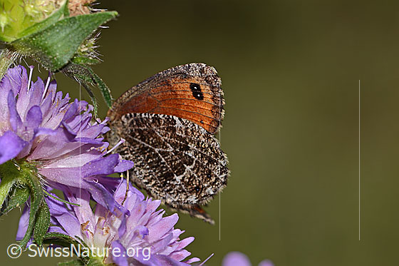 Foto: Wahrscheinlich Marmorierter Mohrenfalter (Erebia montana) auf Wald-Witwenblume (Knautia dipsacifolia). Flügel halb geöffnet. Ansicht von seitlich unten.