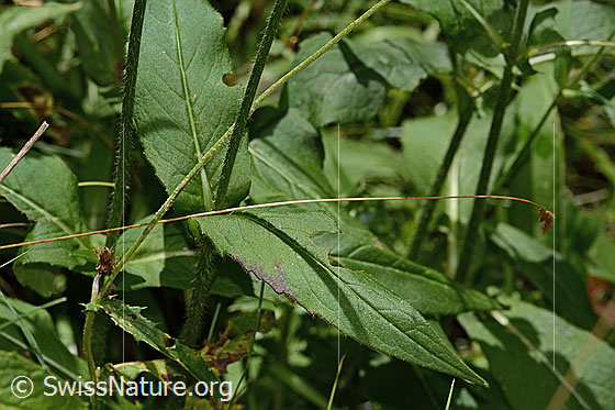 Photo: Knautia dipsacifolia. Stem and leaves.