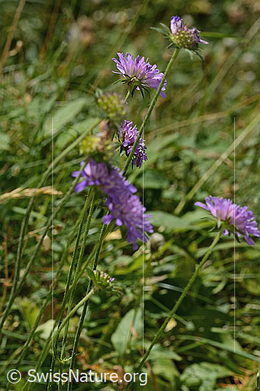 Foto: Wald-Witwenblume (Knautia dipsacifolia). Blüten und Stängel.