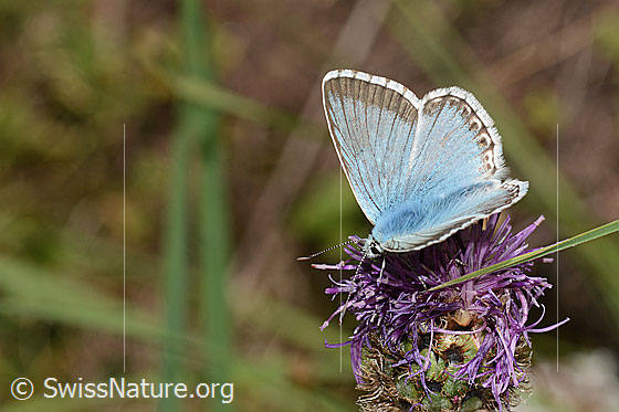 Foto: Wahrscheinlich Silbergrüner Bläuling (Lysandra coridon) auf Alpen-Flockenblume (Centaurea scabiosa ssp. alpestris). Flügel halb geöffnet. Ansicht von seitlich schräg oben.