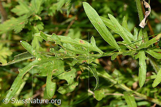 Photo: Centaurea scabiosa ssp. alpestris. Leaves.