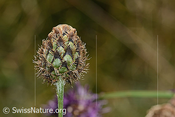 Alpen-Flockenblume (Centaurea scabiosa ssp. alpestris)