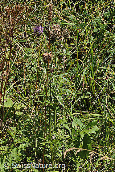 Foto: Alpen-Flockenblume (Centaurea scabiosa ssp. alpestris). Ganze Pflanze (Habitus).