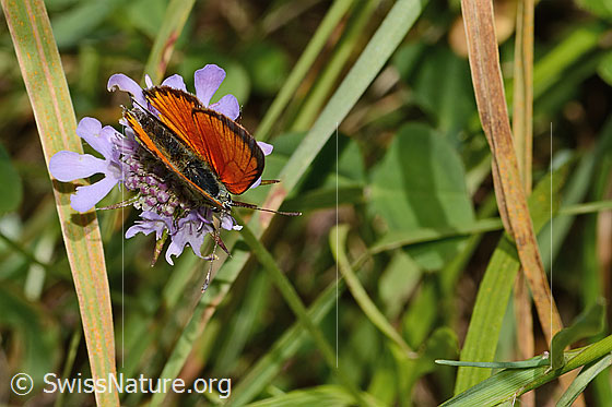 Foto: Dukatenfalter (Lycaena virgaureae) auf Glänzender Skabiose (Scabiosa lucida). Flügel geschlossen. Ansicht von oben.