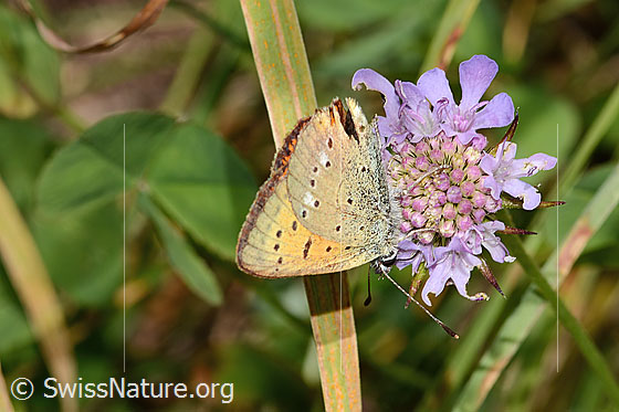 Foto: Dukatenfalter (Lycaena virgaureae) auf Glänzender Skabiose (Scabiosa lucida). Flügel geschlossen. Ansicht von der Seite.