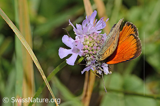 Dukatenfalter (Lycaena virgaureae) auf Glänzender Skabiose (Scabiosa lucida)
