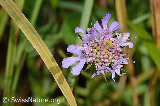 Foto: Glänzende Skabiose (Scabiosa lucida). Blüte.