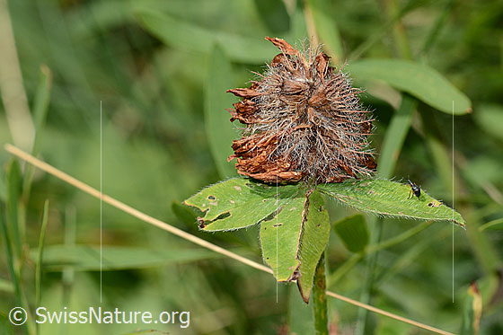 Foto: Rot-Klee (Trifolium pratense). Verblühte Blüte.