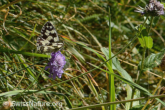 Foto: Schachbrett (Melanargia galathea) auf Blume.