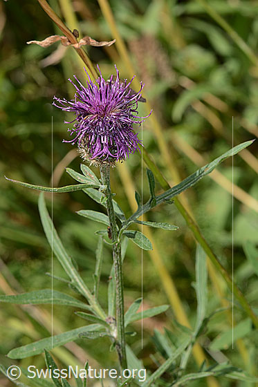 Foto: Alpen-Flockenblume (Centaurea scabiosa ssp. alpestris). Blüte, Stängel und Blätter.