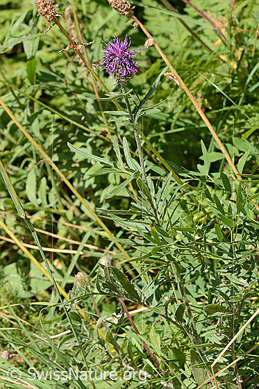Foto: Alpen-Flockenblume (Centaurea scabiosa ssp. alpestris). Ganze Pflanze (Habitus).