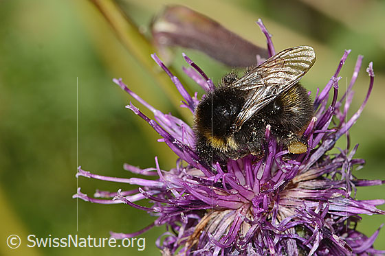Photo: Probably Bombus soroeensis on Centaurea scabiosa ssp. alpestris. Length 15mm. View from side front.