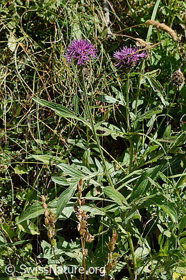 Photo: Centaurea scabiosa ssp. apestris. Whole plant (habiti).