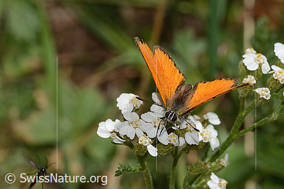Photo: Lycaena virgaureae on Achillea millefolium. Wings open. View from top front.