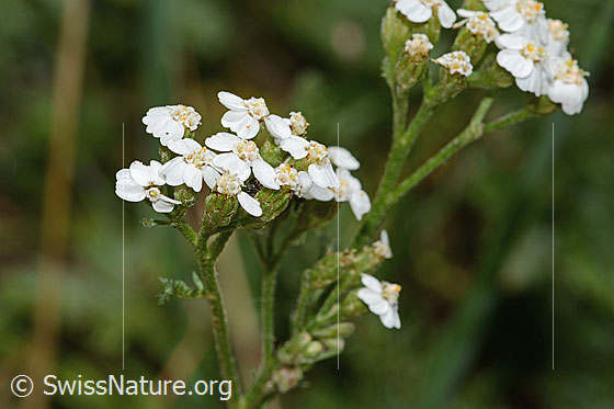Foto: Gemeine Schafgarbe (Achillea millefolium). Blütenstand. Ansicht von schräg oben.