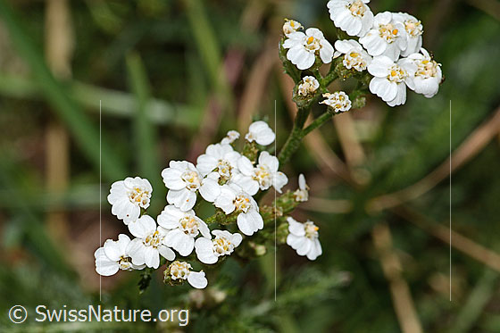 Photo: Achillea millefolium. Inflorescence. View from above.