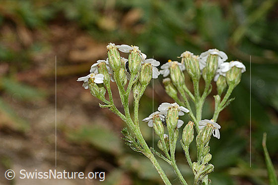 Photo: Achillea millefolium. Inflorescence. View from the side.