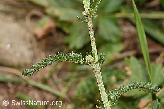 Foto: Gemeine Schafgarbe (Achillea millefolium). Stängel und Blätter.