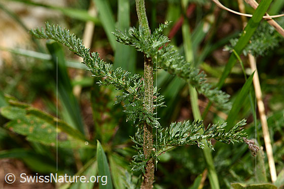 Photo: Achillea millefolium. Leaves and stem.