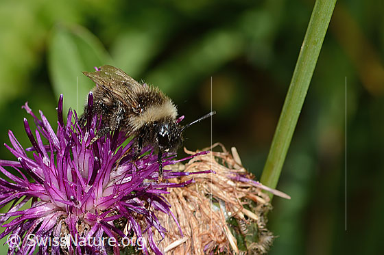 Foto: Wahrscheinlich Berghummel (Bombus mesomelas) auf Alpen-Flockenblume (Centaurea scabiosa ssp. alpestris). Länge 13mm. Ansicht von seitlich vorne.