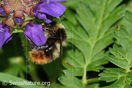 Foto: Berglandhummel (Bombus monticola) an Grossblütiger Brunelle (Prunella grandiflora). Länge 13mm. Ansicht von der Seite.