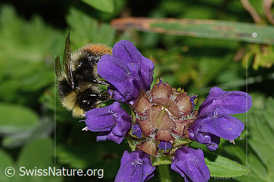 Photo: Bombus monticola on Prunella grandiflora. Length 13mm. View diagonally from the front.