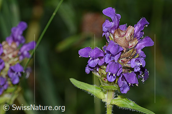 Grossblütige Brunelle (Prunella grandiflora)