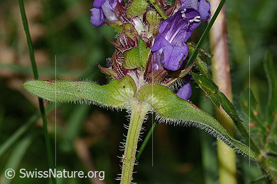 Foto: Wahrscheinlich Grossblütige Brunelle (Prunella grandiflora). Blüte, Stängelblätter und Stängel. Ansicht von schräg unten.