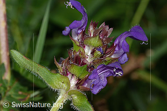 Photo: Probably Prunella grandiflora. Inflorescence. View from the side.