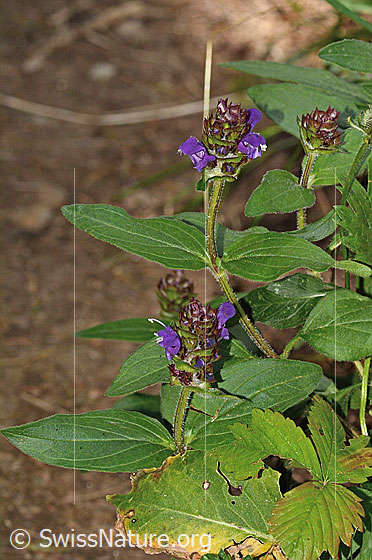 Photo: Probably Prunella grandiflora. Whole plant (habiti).