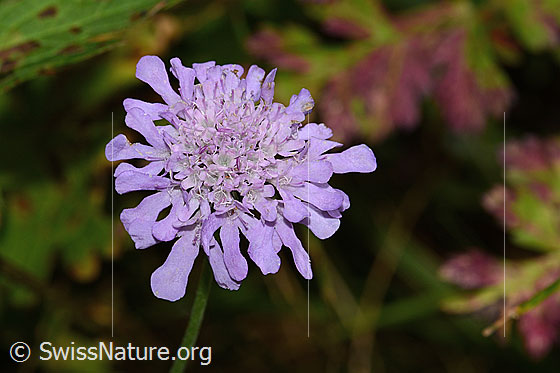 Foto: Glänzende Skabiose (Scabiosa lucida). Blüte. Ansicht von oben.
