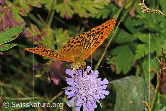Foto: Kaisermantel (Argynnis paphia) auf Glänzender Skabiose (Scabiosa lucida). Flügel geöffnet. Ansicht von vorne.