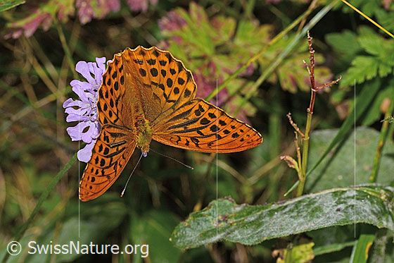 Foto: Kaisermantel (Argynnis paphia) auf Glänzender Skabiose (Scabiosa lucida). Flügel geöffnet. Ansicht von oben.