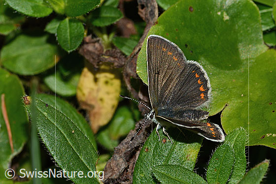 Foto: Grosser Sonnenröschen-Bläuling (Aricia artaxerxes). Flügel halb geöffnet. Ansicht von seitlich vorne oben.