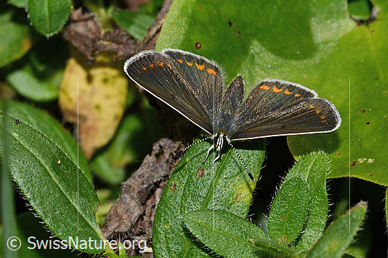 Foto: Grosser Sonnenröschen-Bläuling (Aricia artaxerxes). Flügel geöffnet. Ansicht von vorne oben.