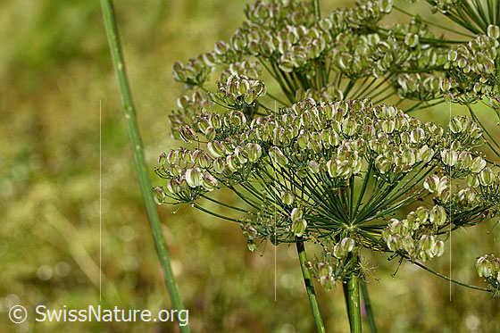 Foto: Berg-Laserkraut (Laserpitium siler). Verblühte Blütendolde.