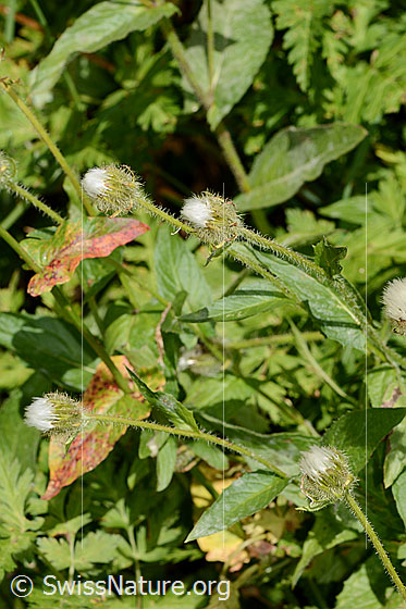 Foto: Pyrenäen-Pippau (Crepis pyrenaica). Ganze Pflanze (Habitus). Verblüht.