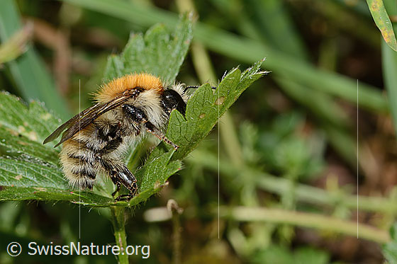 Veränderliche Hummel (Bombus humilis)