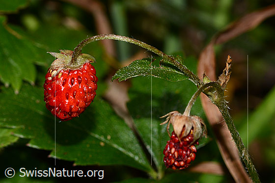 Foto: Wald-Erdbeere (Fragaria vesca). Früchte.