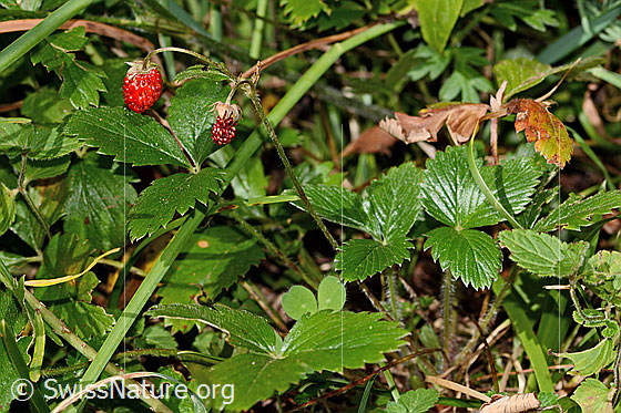 Photo: Fragaria vesca. Whole plant (habiti).