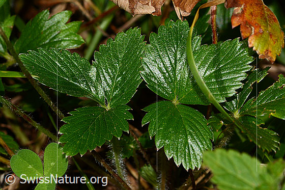 Foto: Wald-Erdbeere (Fragaria vesca). Blätter. Blattoberseite.